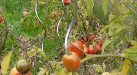 Tomaten mit Kraut- und Braunfäule