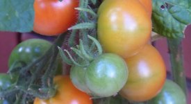 Tomaten in unterschiedlichen Reifestadien