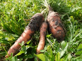 Uber Mause Im Garten Altes Gartenwissen De