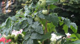 6 Upcycling-Ideen für den Hausgarten altes-gartenwissen.de 6 Upcycling-Ideen für den Hausgarten altes-gartenwissen.de