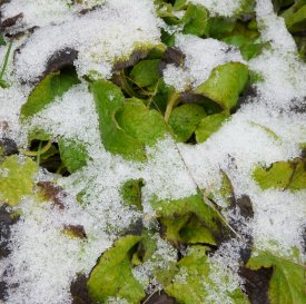 Beinwell ist zwar, klassisch betrachtet, nicht immergrün, aber man sieht den dennoch grünen Beinwell gegen Ende Dezember mit leichter Schneedecke.