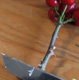 Mit einem Messer kann man störende Dornen entfernen