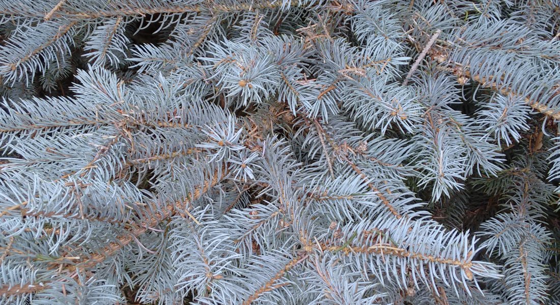 Wie Man Den Weihnachtsbaum Nach Den Festtagen In Den Garten