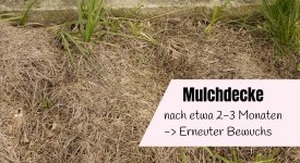 Mulchdecke nach etwa 2-3 Monaten
