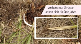 die restlichen Gräser lassen sich sehr einfach jäten