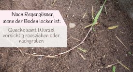 z. B. nach Regengüssen (Boden ist lockerer): Quecke samt Wurzel rausziehen oder nachgraben