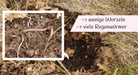 nach 2-3 Monaten findet man unter der Mulchdecke: wenige Wurzeln, dafür viele Regenwürmer