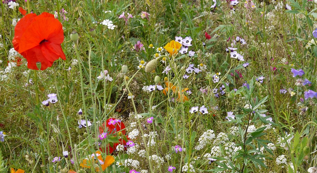 Wie oft man eine Blumenwiese schneiden sollte | altes-gartenwissen.de