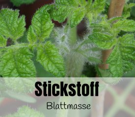 Stickstoff ist wichtig für die Blattentwicklung