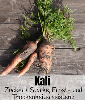 Wozu die Pflanzen welchen Nhrstoff bentigen | Wozu Kali gut ist |  altes-gartenwissen.de