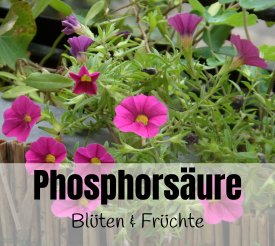 Phosphor ist gut für den Blütenansatz und die Fruchtentwicklung