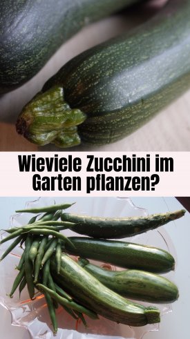 Zucchini im eigenen Garten oder auf dem Balkon anbauen, pflegen und