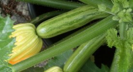 Zucchini im eigenen Garten oder auf dem Balkon anbauen, pflegen und ernten  | altes-gartenwissen.de