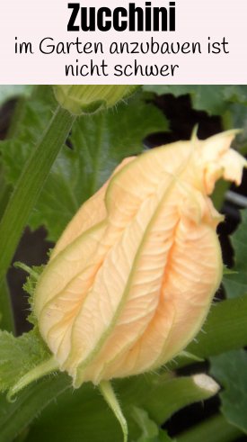 Zucchini im eigenen Garten oder auf dem Balkon anbauen, pflegen und ernten  | altes-gartenwissen.de